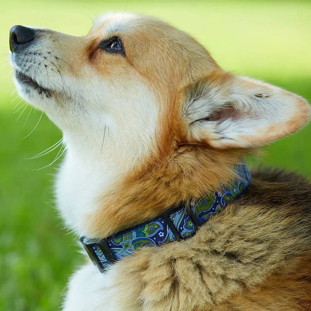 Homestretch Blue - Dog Collar