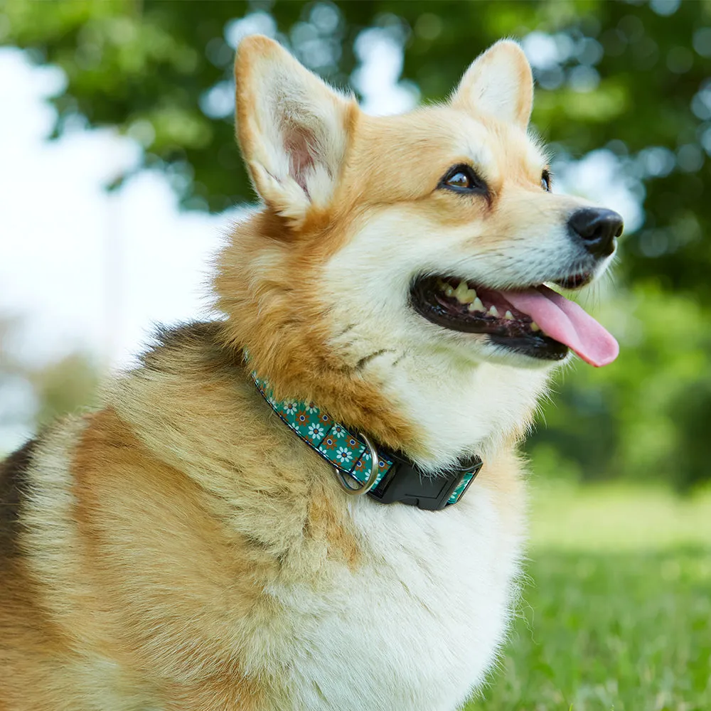 Homestretch Blue - Dog Collar